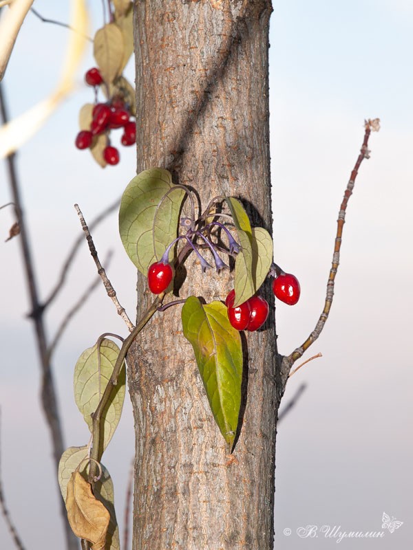 Красные осенние ягоды на стволе дерева