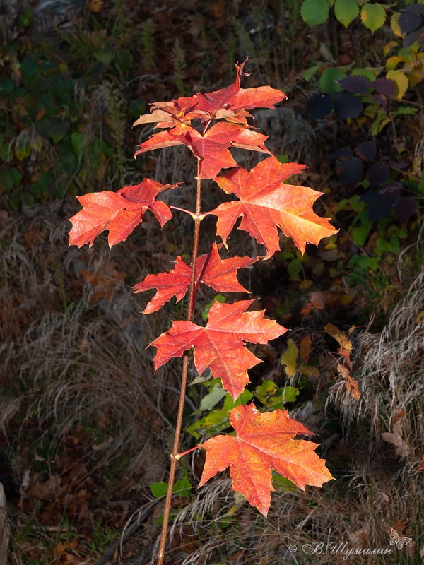 Ветка с красными кленовыми листьями