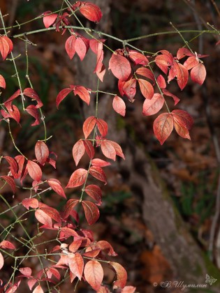 Осенние красные листья