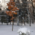 Дерево с осенними листьями зимой
