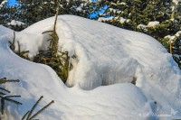 Ёлки в снежном сугробе