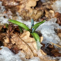 Подснежник, сухой лист, талый снег