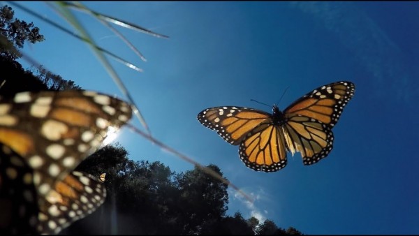 Amazing Monarch Butterflies
