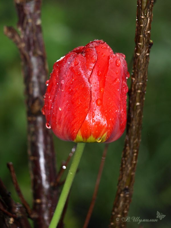Тюльпан под дождём
