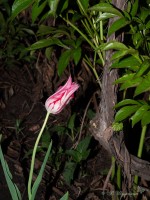 Тюльпан в ночи