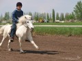 Ребёнок скачет на белом пони