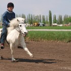 Ребёнок скачет на белом пони
