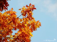 Осенний клен