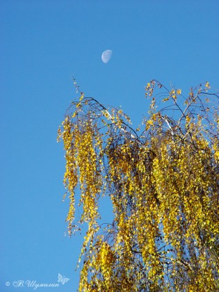 Осенняя береза и луна