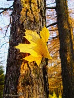 Осенний кленовый лист на стволе