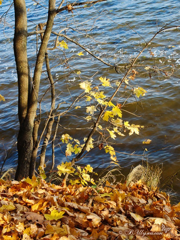 Осенняя ветка у воды