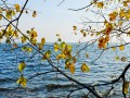 Осенние листья над водой