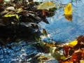 Осенний парус в ручейке