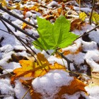 Осенние листья в первом снеге