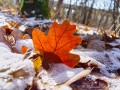Осенний дубовый лист в снегу