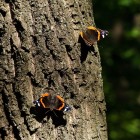 Бабочки на стволе дерева
