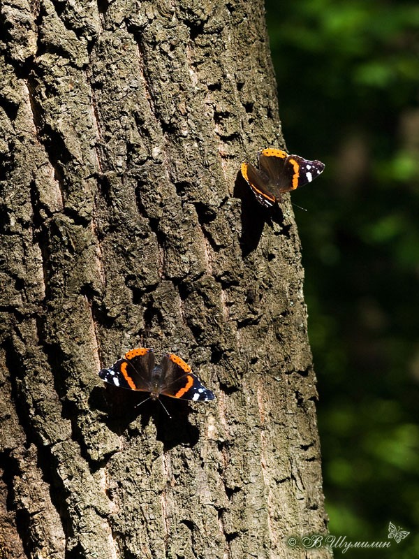 Бабочки на стволе дерева