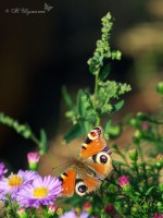 Бабочка в траве
