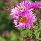 Пчелы в полете