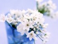 Букет белых цветов в синей вазе