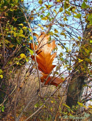 Осенний кленовый лист в ветвях