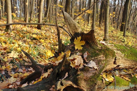 Осенняя сказка леса