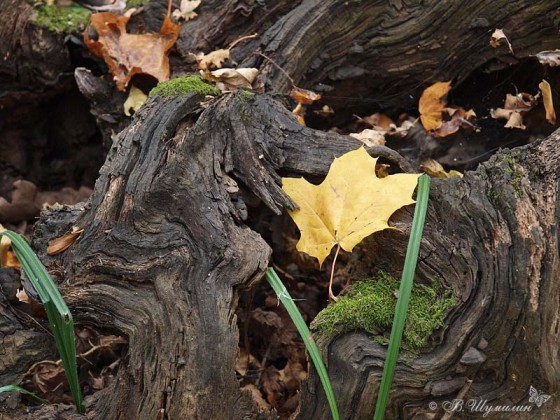 Осенний кленовый лист на корневище