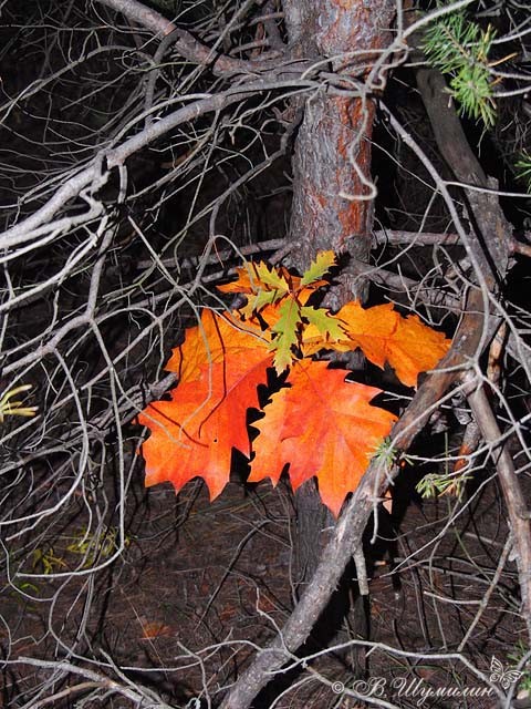 Аленькие листочки в лесной сказке