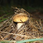 Молодой грибок под сосновыми иголками