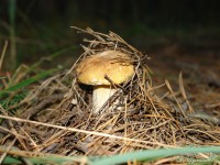 Молодой грибок под сосновыми иголками