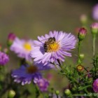 Пчела на осеннем цветке