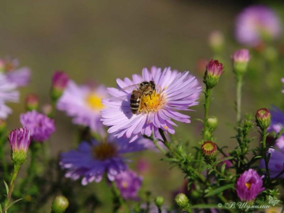Пчела на осеннем цветке