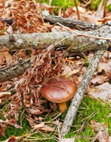 Белый польский гриб под сухими ветками