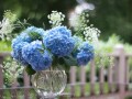 Букет голубых цветов на столе