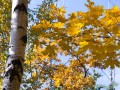 Жёлтые кленовые листья с берёзой