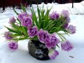 Тюльпаны в вазе на снегу