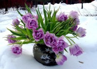 Тюльпаны в вазе на снегу