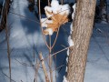 Кленовый лист в снегу