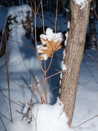 Кленовый лист в снегу