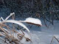 Камыш в снегу
