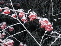 Красная рябина в снегу