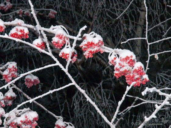 Красная рябина в снегу