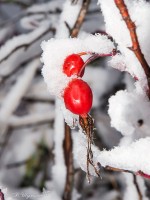 Красный шиповник в снегу