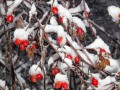 Ветки шиповника в снегу