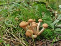 Семейство грибов опят в зеленой траве