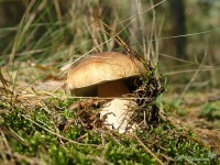 Белый гриб во мху с сосновыми иголками