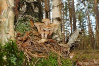 Семейство грибов опят на холмике под деревьями