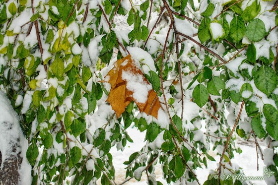 Желтый кленовый лист среди зеленых листьев в снегу