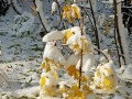 Осенний кленовый куст в снегу