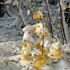 Осенний кленовый куст в снегу